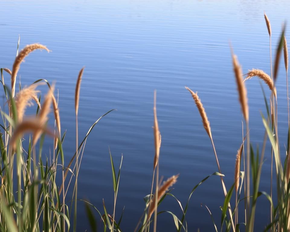 Hoe kalmeert het geluid van riet je brein?